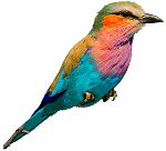 bird_02